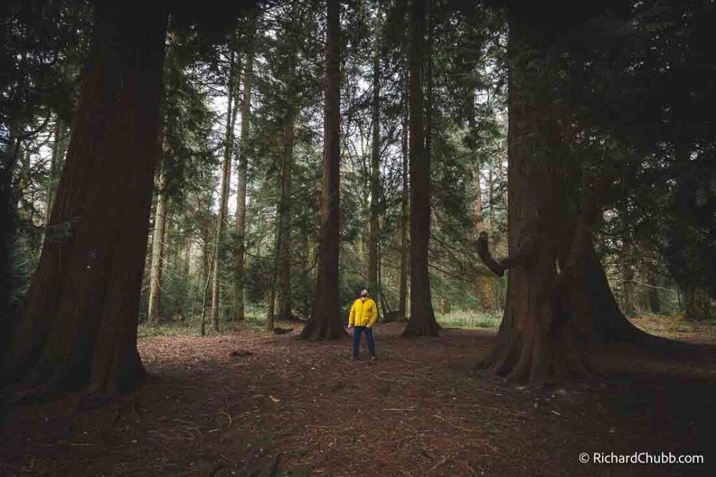 Tall Trees Trail Brockenhurst