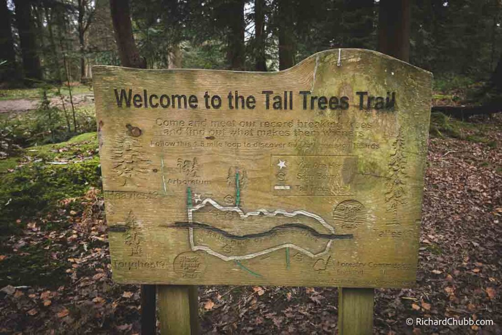 Tall Trees Trail Brockenhurst