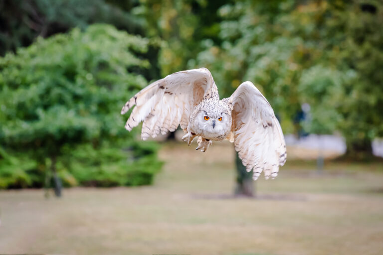 Understanding Canon Focus points