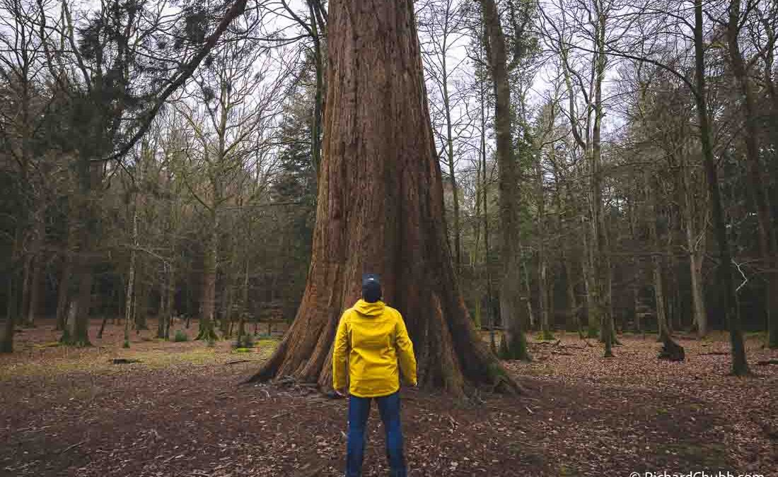 Tall Trees Trail Brockenhurst