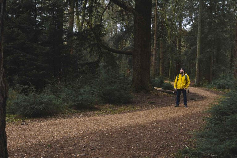 Tall Trees Trail Brockenhurst – A Beautiful Photo Walk