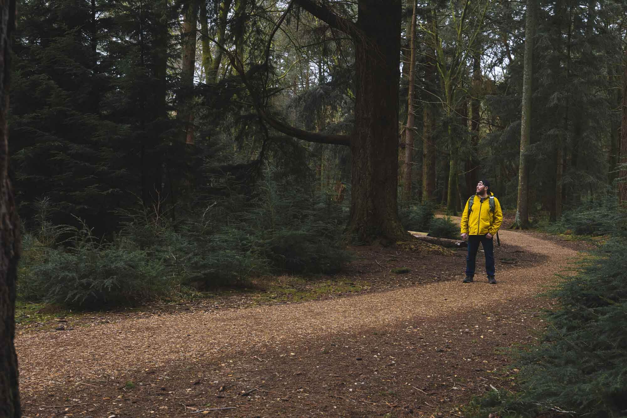 Tall Trees Trail Brockenhurst – A Beautiful Photo Walk