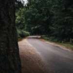 new forest photography