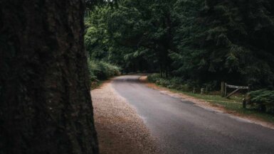new forest photography