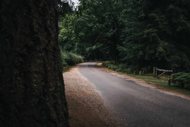 new forest photography