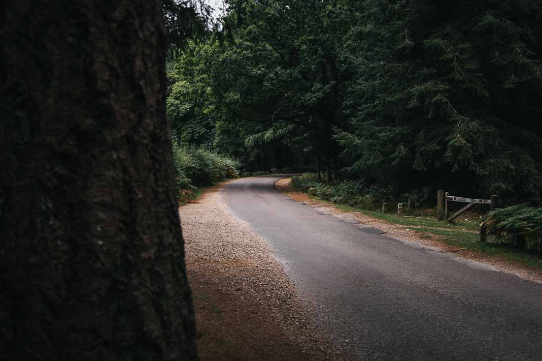 new forest photography
