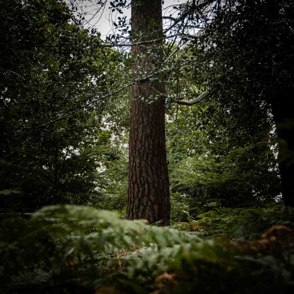 new forest photography