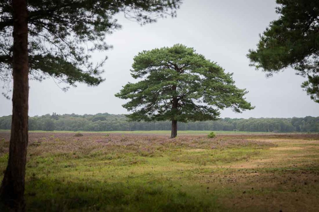 new forest photography