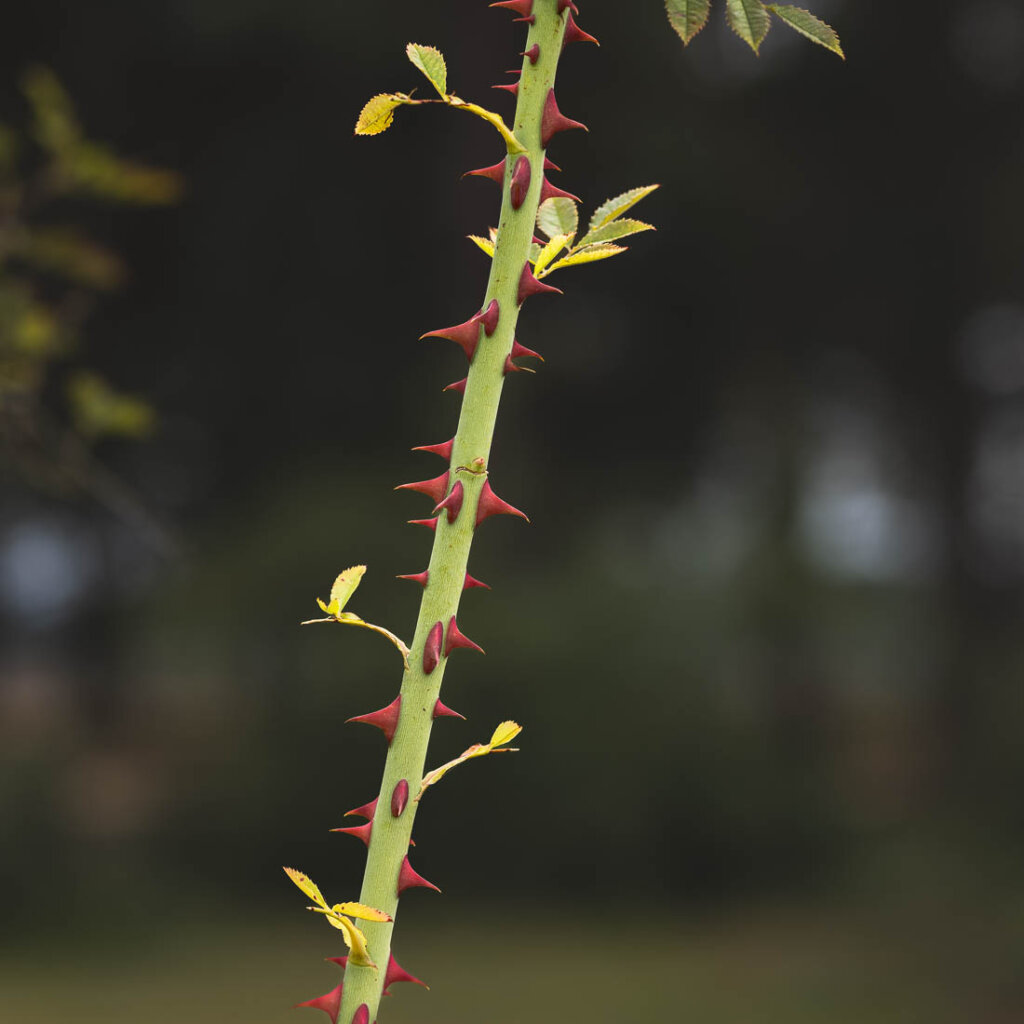 new forest photography