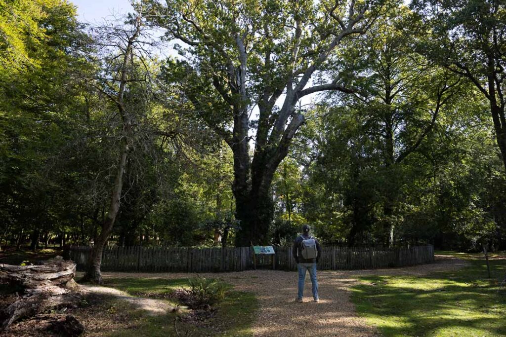 knightwood oak new forest