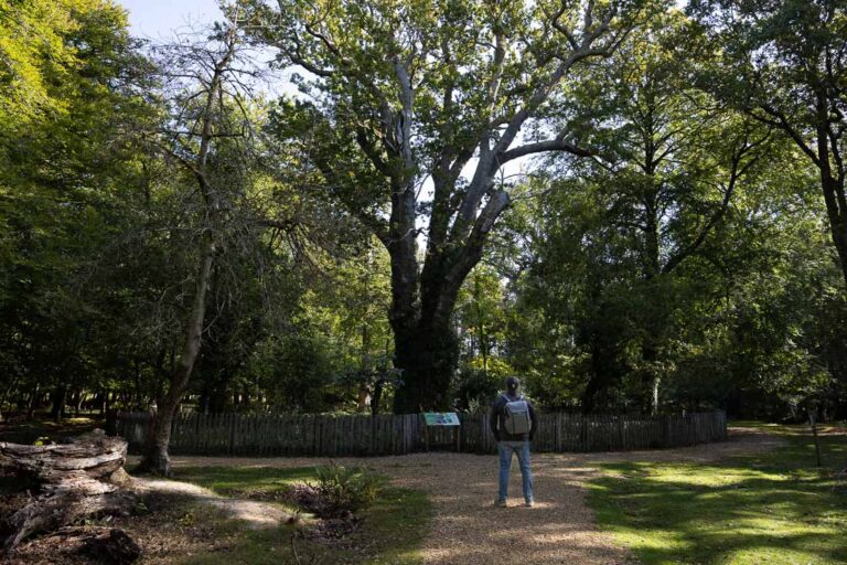 Knightwood Oak New Forest – Relaxing Hike and Photography