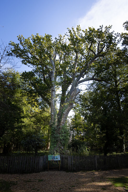 knightwood oak new forest