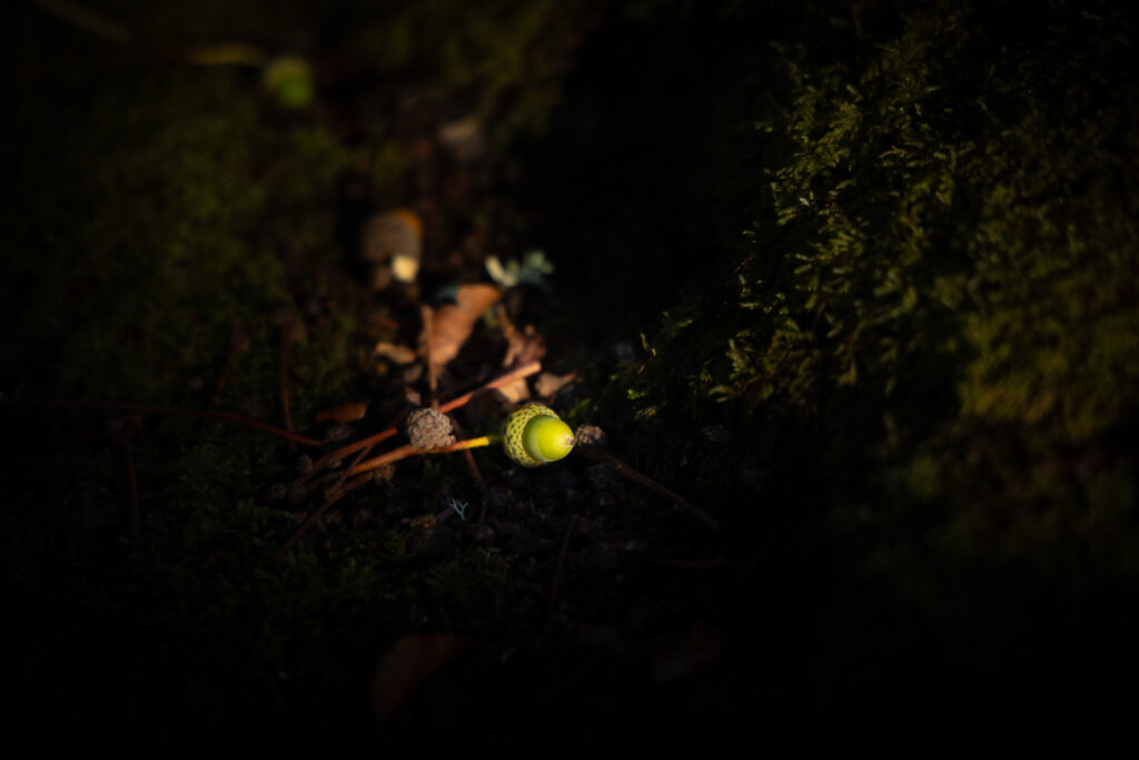 Photography with no plan