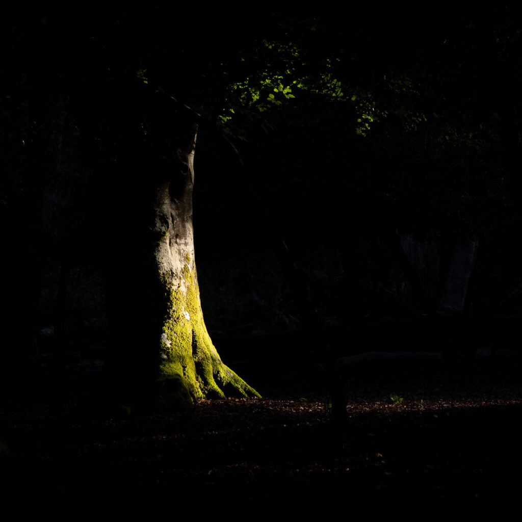 Photography with no plan