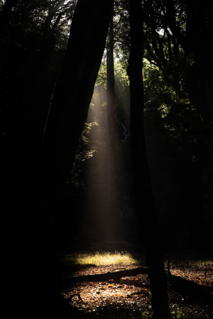 Photography with no plan