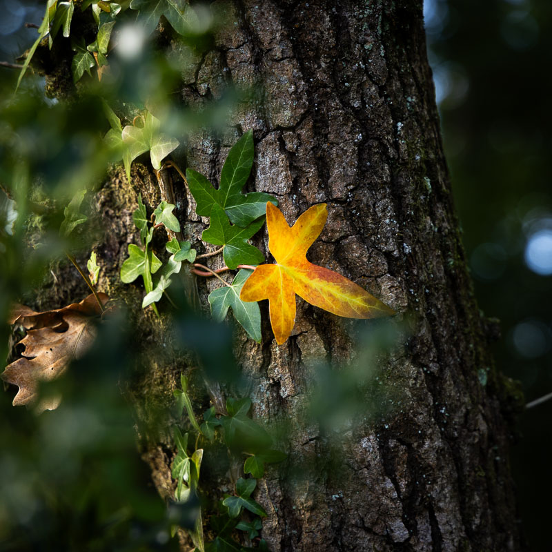 Beaulieu to Buckler's Hard Walk