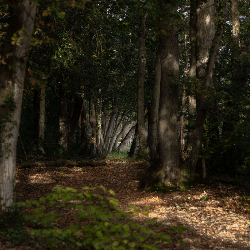 Beaulieu to Buckler's Hard Walk