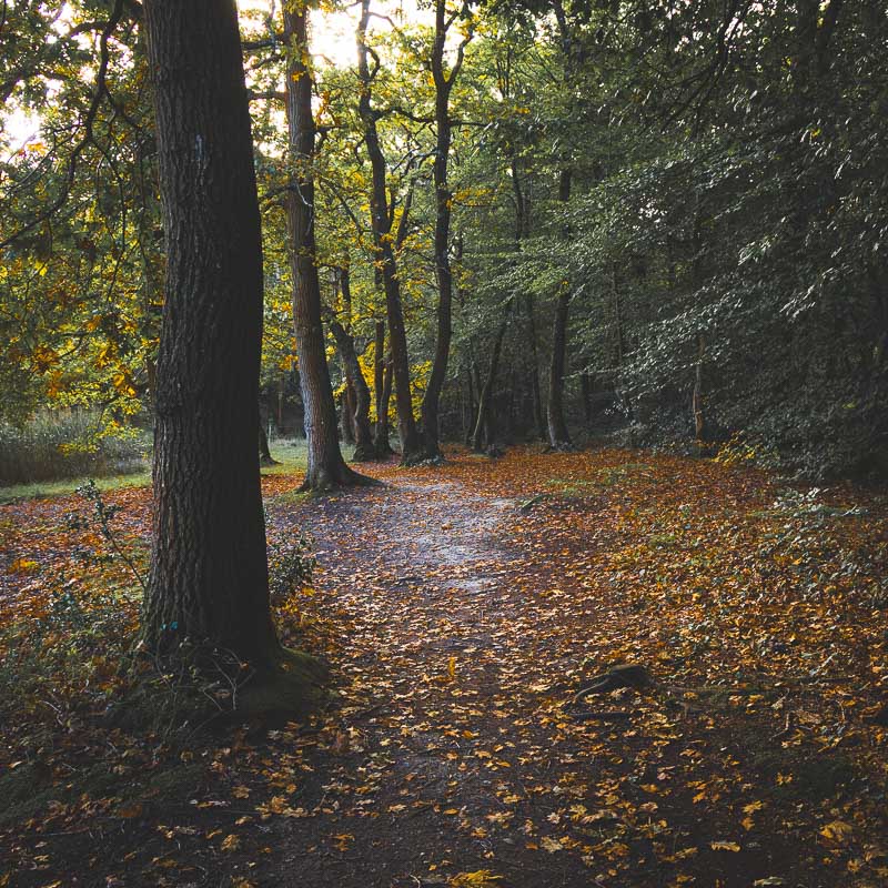Beaulieu to Buckler's Hard Walk
