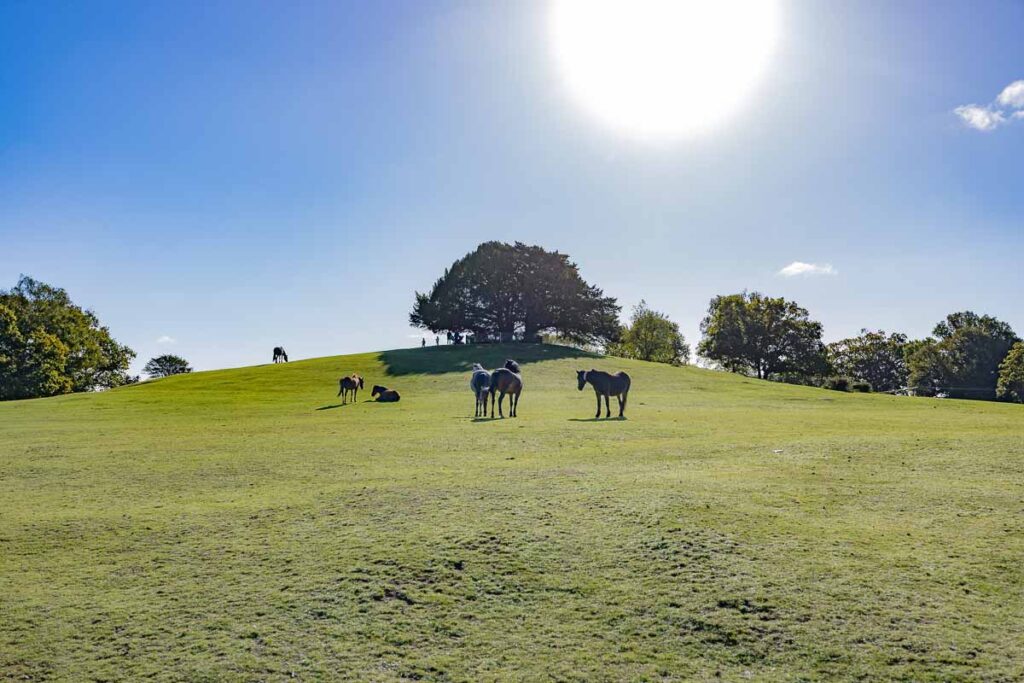 Lyndhurst Photography